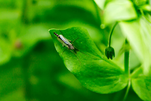 Yeşil yapraklı bir arka planda, civciv üzerinde böcek - Fotoğraf, Görsel