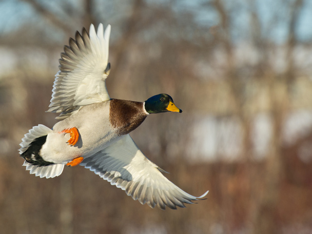 uçan yeşilbaş ördek - Fotoğraf, Görsel