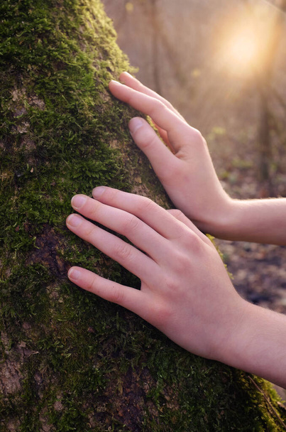 The child laid his hands on the trunk of a mossy tree, in the background - the setting sun. concept of ecology and environmental care - Photo, Image