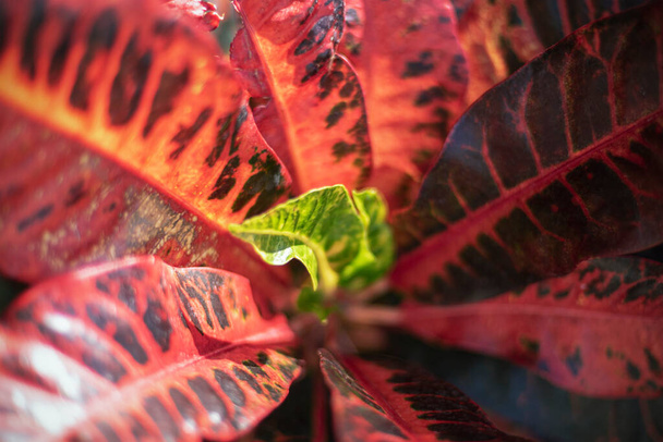 Croton Petra εξωτικό φυτό με μωβ και πράσινα πολύχρωμα φύλλα, επιλεκτική εστίαση, φόντο - Φωτογραφία, εικόνα