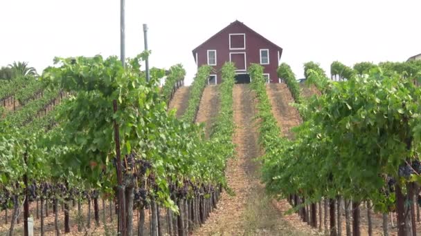 Red barn farmhouse on top of a hill in Healdsburg, California overlooking rows of grapes in the vineyard - Footage, Video