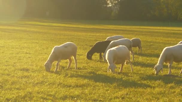 FECHAR-SE: Um rebanho de ovelhas brancas e pretas passear em torno de um pasto e comer grama
 - Filmagem, Vídeo