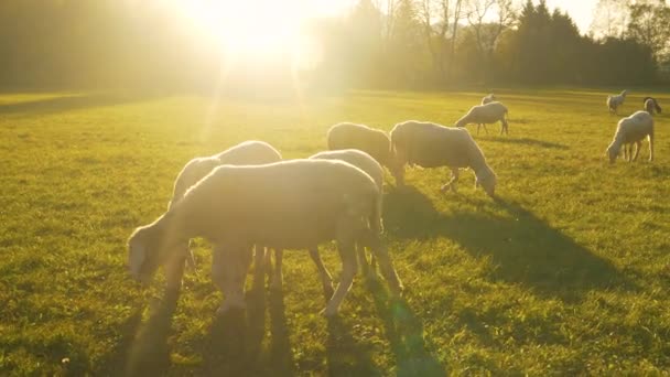 FLARE DE LA LENTE: La salida del sol ilumina el prado para que las ovejas lindas puedan alimentarse de hierba - Metraje, vídeo