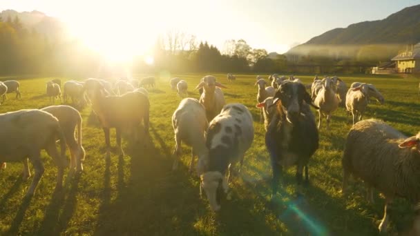 閉じる:羊の群れが牧草地の周りにあまりにもカメラに近づくと散乱 - 映像、動画