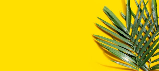 Tropické palmové listy na žlutém pozadí. Kopírovat prostor - Fotografie, Obrázek