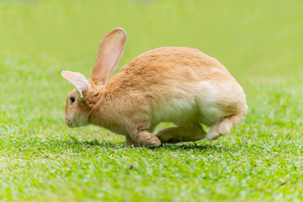 Orejas grandes conejo camina alrededor en la hierba. Cerrar conejo conejo en la cara delantera
. - Foto, imagen