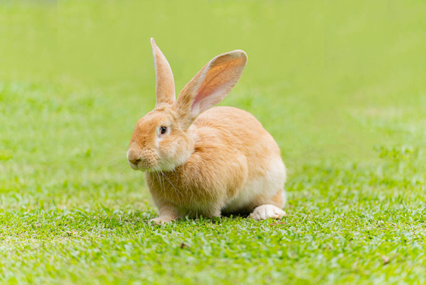 Big ears rabbit walks around on grass. Close up bunny rabbit on front face. - Photo, Image