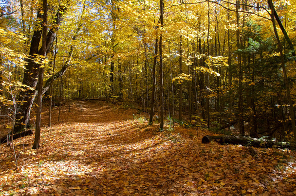 Ścieżka pokryta liśćmi klonu w dolinie. - Zdjęcie, obraz