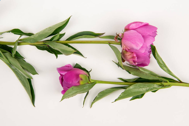 Two Pink peonies isolated on white background. - Foto, Bild