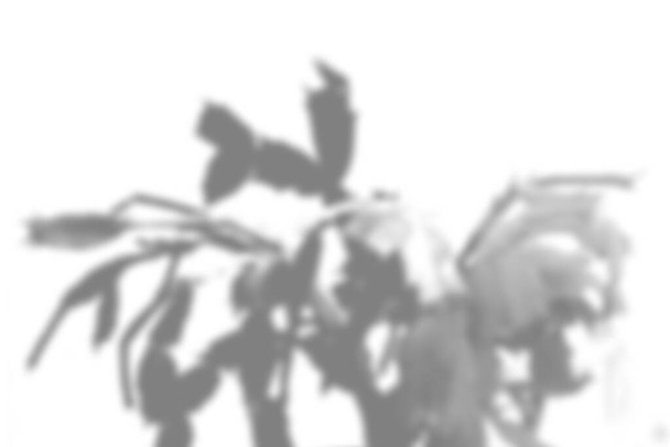 Kesäkasvien varjotausta. Tsygokaktuksen kukan varjo valkoisella seinällä. Valkoinen ja musta päällekkäin valokuvan tai mockup. - Valokuva, kuva