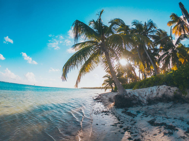 пальма в Карибском море с голубым небом и хрустальной водой рай тропический с солнцем во второй половине дня
 - Фото, изображение