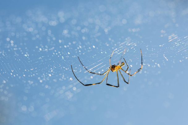 Macro ragno su ragnatela - Foto, immagini