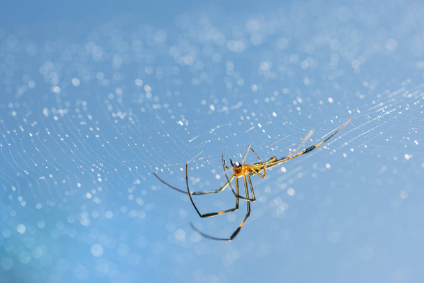Örümcek ağında Makro örümcek - Fotoğraf, Görsel