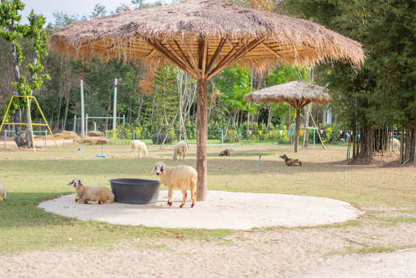 schapen in de dierentuin - Foto, afbeelding