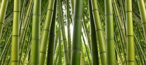 bambusz dzsungelben - Fotó, kép