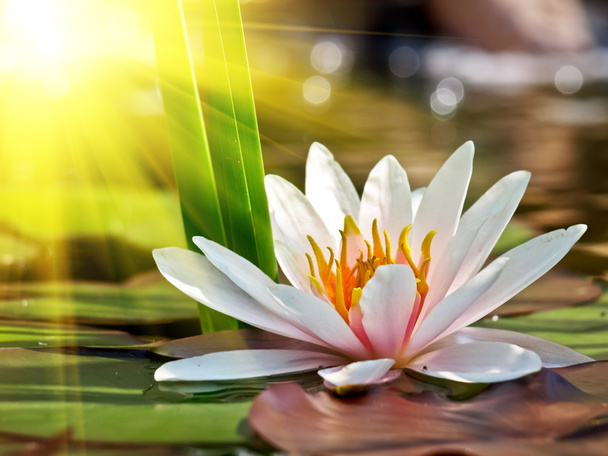 Lotus flower - Fotó, kép