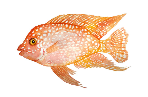 Watercolor hand drawn illustration of red texas orange cichlid fresh water fish. Acquarium fish tank animal pet. Tropical aquascaping underwater hybrid cichlid. Exotic environment cute bright colorful - 写真・画像