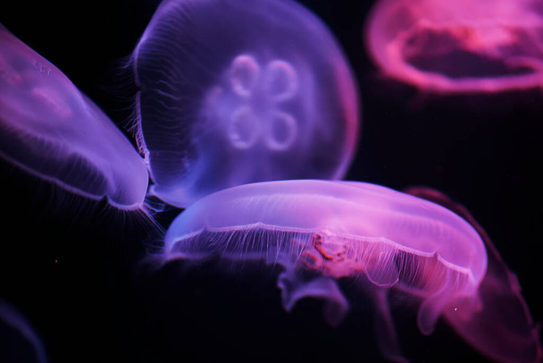 Akvaryumdaki neon ışıktaki denizanası. - Fotoğraf, Görsel