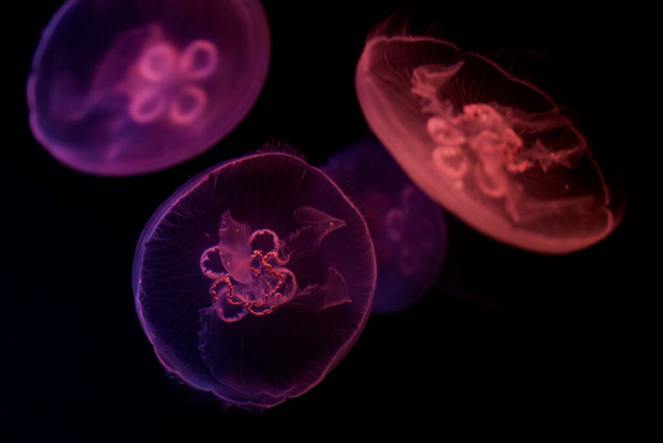 Meduse in luce al neon in un acquario - Foto, immagini