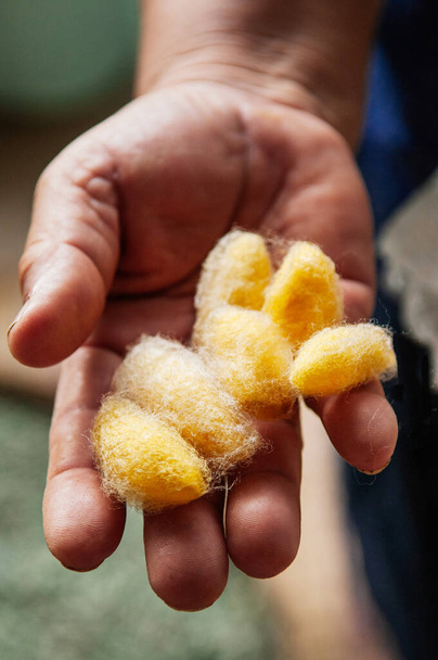 Details of natural shining yellow silk cocoons traditional sericulture of Thai silk making in Countryside - Photo, Image