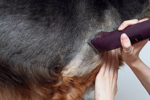 Przygotowywanie dużego psa z przycinaczem. Usuwanie nadmiaru włosów u zwierząt domowych. Odlewanie i czesanie - Zdjęcie, obraz