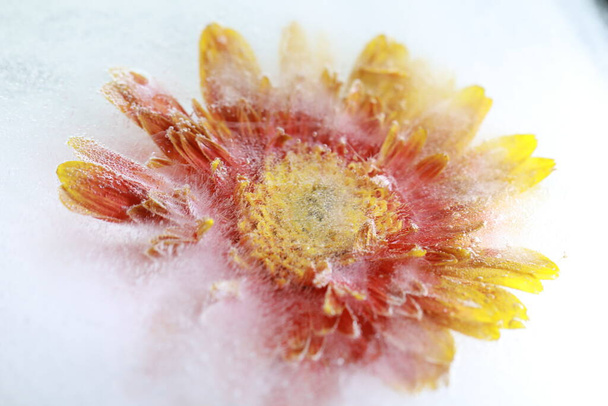 Okvětní lístek chryzantémy zamrzlý v ledu a vyfocený  - Fotografie, Obrázek