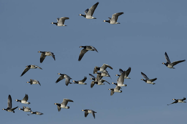 Barnacle geese (Branta leucopsis) in flight in their habitat in Denmark - Photo, Image