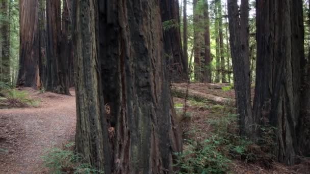 Велетенські дерева з червоного дерева в лісі Гумбольт Редвуд у Північній Каліфорнії. - Кадри, відео