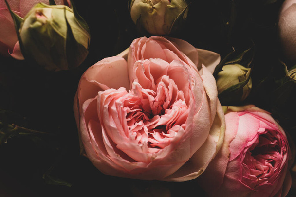 Pink Roses on a Dark Background. Bouquet of Tender Peonies - 写真・画像