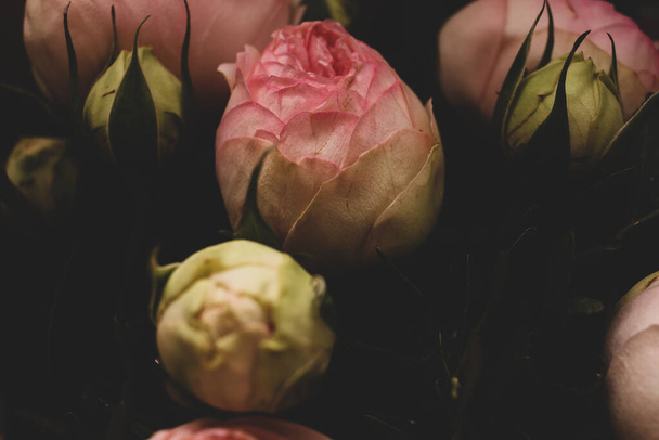 暗い背景にピンクのバラ。公開牡丹の花束。 - 写真・画像