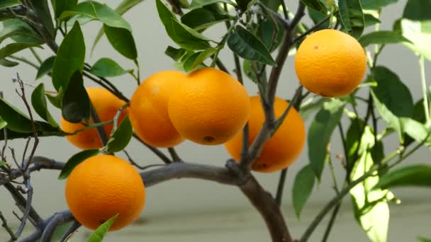Close-up van een sinaasappelboom in het dorp limni Griekenland - Video