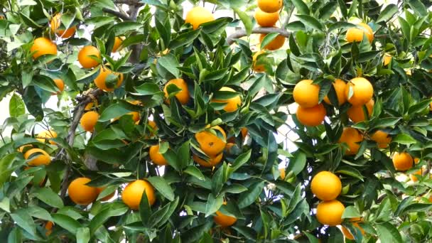 Sinaasappelboom in het dorp limni Griekenland - Video