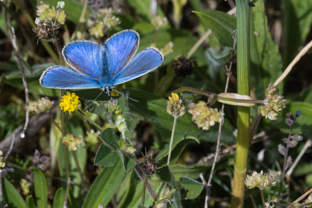Blauwe Vlinder met uitgespreide vleugels - Foto, afbeelding