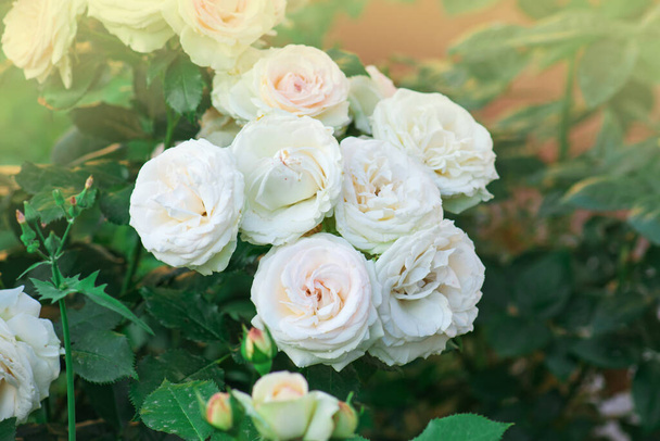 Pink and white roses Eden roze bloom in a tropical garden. - Photo, Image