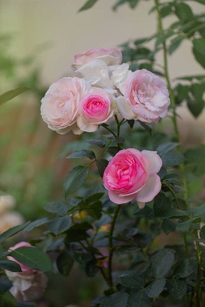 庭に美しいピンクのバラ。夏の装飾花を咲かせます. - 写真・画像