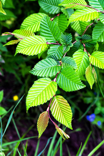 Green nature background. Bright green leaves with blurred backdrop. Fresh foliage background. Corylus avellana, the common hazel nut leaves. Hazelnut beautiful veined leaf. Close-up focus tree branch - Photo, Image
