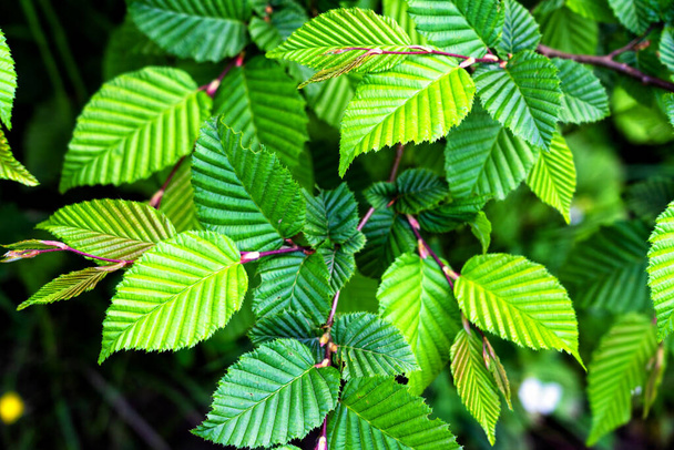 緑の自然背景。背景がぼやけた明るい緑色の葉。新鮮な葉の背景。コリルス・アベラナは一般的なヘーゼルナッツの葉です。ヘーゼルナッツの美しい葉脈。クローズアップフォーカスツリー枝 - 写真・画像