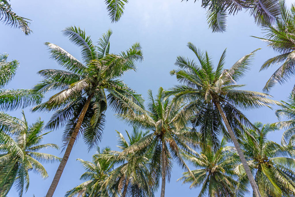 Vista para cima para folhas verdes de coco, tronco cinza e tronco alto com frutas sob nuvens brancas e céu azul
 - Foto, Imagem