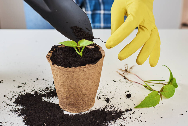 Woman hands in yellow gloves transplating plant. Plant care concept - Foto, Imagen