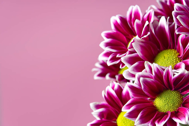 Beautiful fresh pink chrysanthemum, close-up shot, pink daisies flowers on pink background with copy space. - Photo, Image