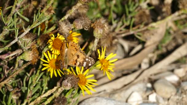 Papillon tigre uni sur une fleur jaune à Igroviotopos Moustou par en Grèce - Séquence, vidéo