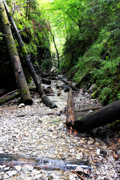 Slovak Paradise National Park, Slovakia. The trail goes on river bed among fallen trees. - Φωτογραφία, εικόνα