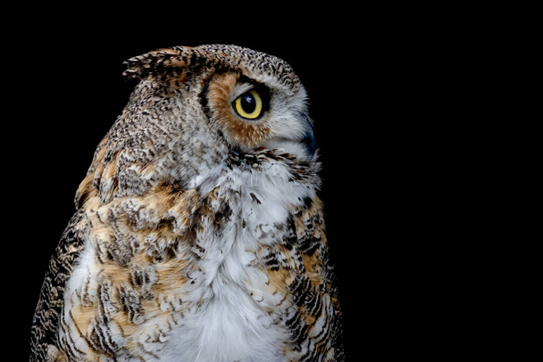 Portrait of a Great Horned Owl from the profile on the black backround. (Bubo virginianus) - Photo, Image