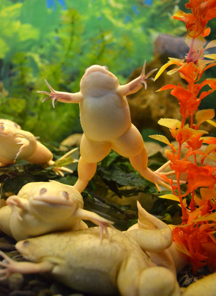 African clawed frogs - Photo, Image