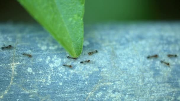 Mieren die druk bezig zijn heen en weer te gaan van dichtbij met een enkel groen blad high definition statisch schot. Insectenbeeldmateriaal. - Video