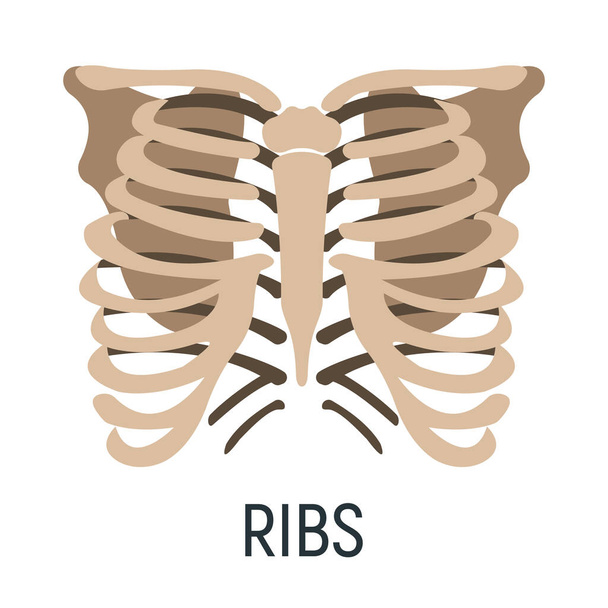 Thoracic cage bone, chest x-ray concept icon, roentgen human body image isolated on white, flat vector illustration. Skeleton part of man organism, silhouette black biological science. - Vector, Image