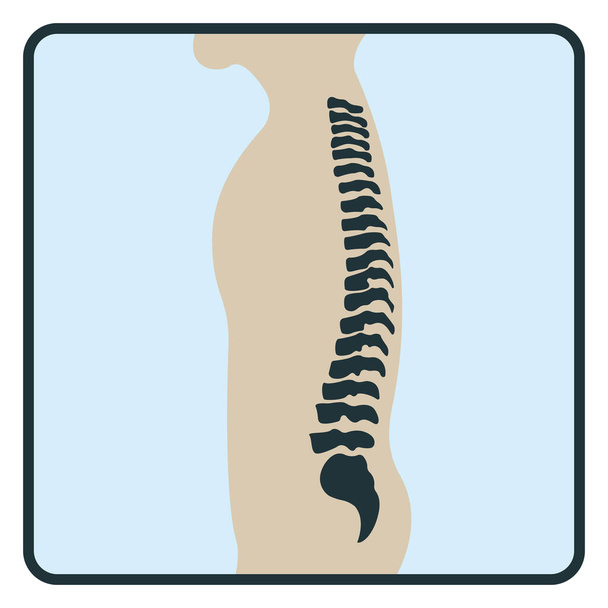 Columna vertebral, icono del concepto de rayos X, imagen del cuerpo humano roentgen aislado en blanco, ilustración vectorial plana. Esqueleto parte del organismo humano, silueta ciencia biológica negra
. - Vector, Imagen