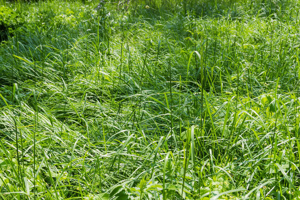 Фрагмент поляны с дикой растущей высокой зеленой травой в летний солнечный день
 - Фото, изображение