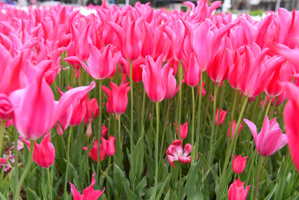 Tulipes roses fond. Belles tulipes. - Photo, image