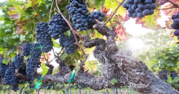 Спелые виноградные гроздья, висящие на лозе
 - Кадры, видео